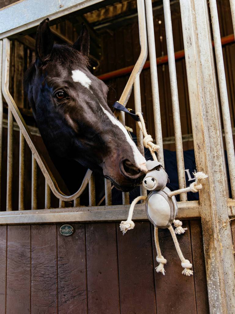 it05779_lifestyle_horsetoy_donkey_2